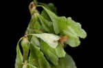 Climbing false buckwheat